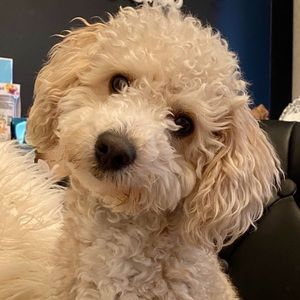 Meet your Posher, Debbie